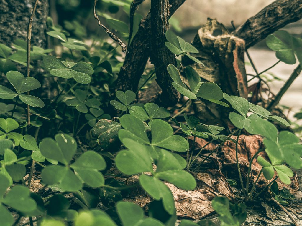 association de plantes au verger