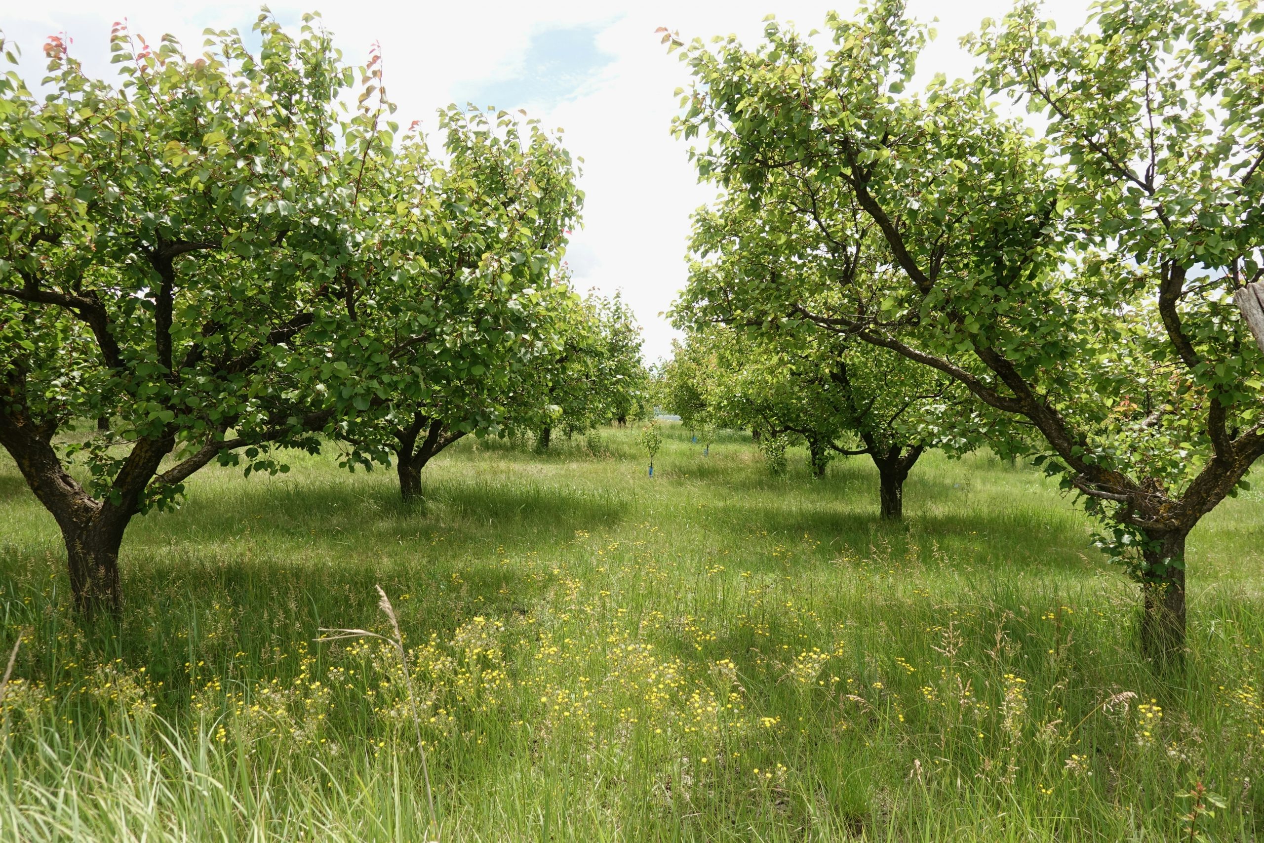 la permaculture au verger