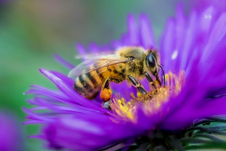 la pollinisation