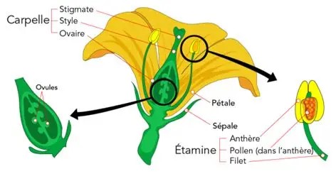 la reproduction des fleurs