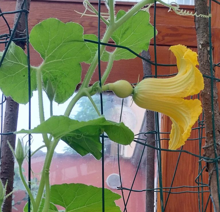 pollinisation des courges