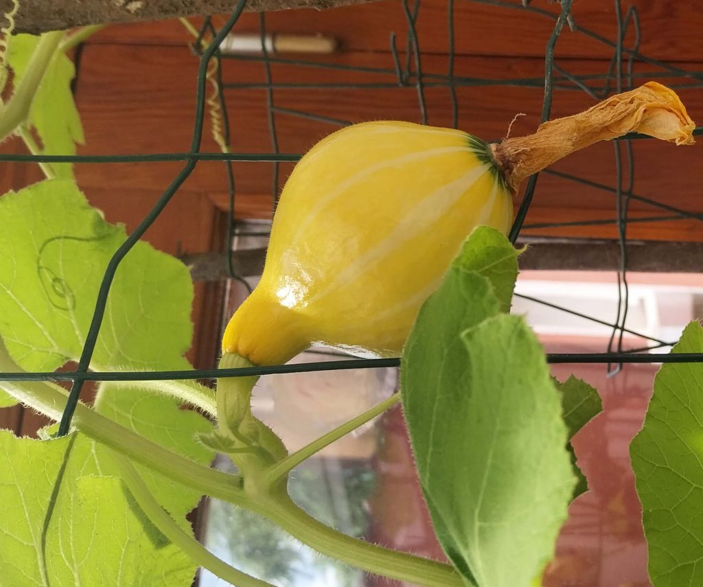 pollinisation potimarron