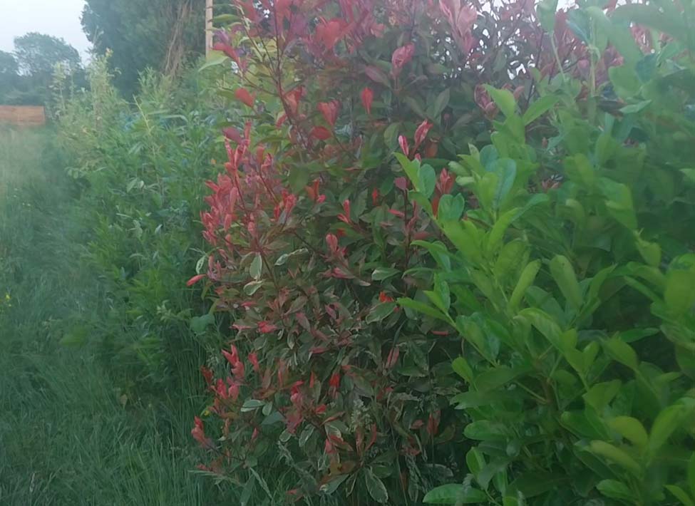 photinia-dans-haie