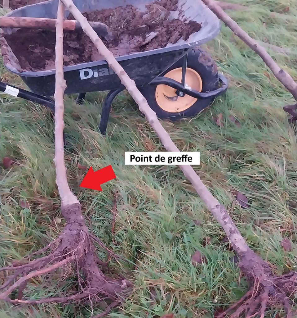 point de greffe arbre fruitier