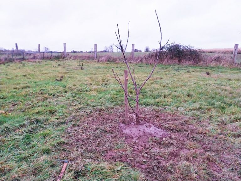 erreurs-plantation-arbre-fruitier