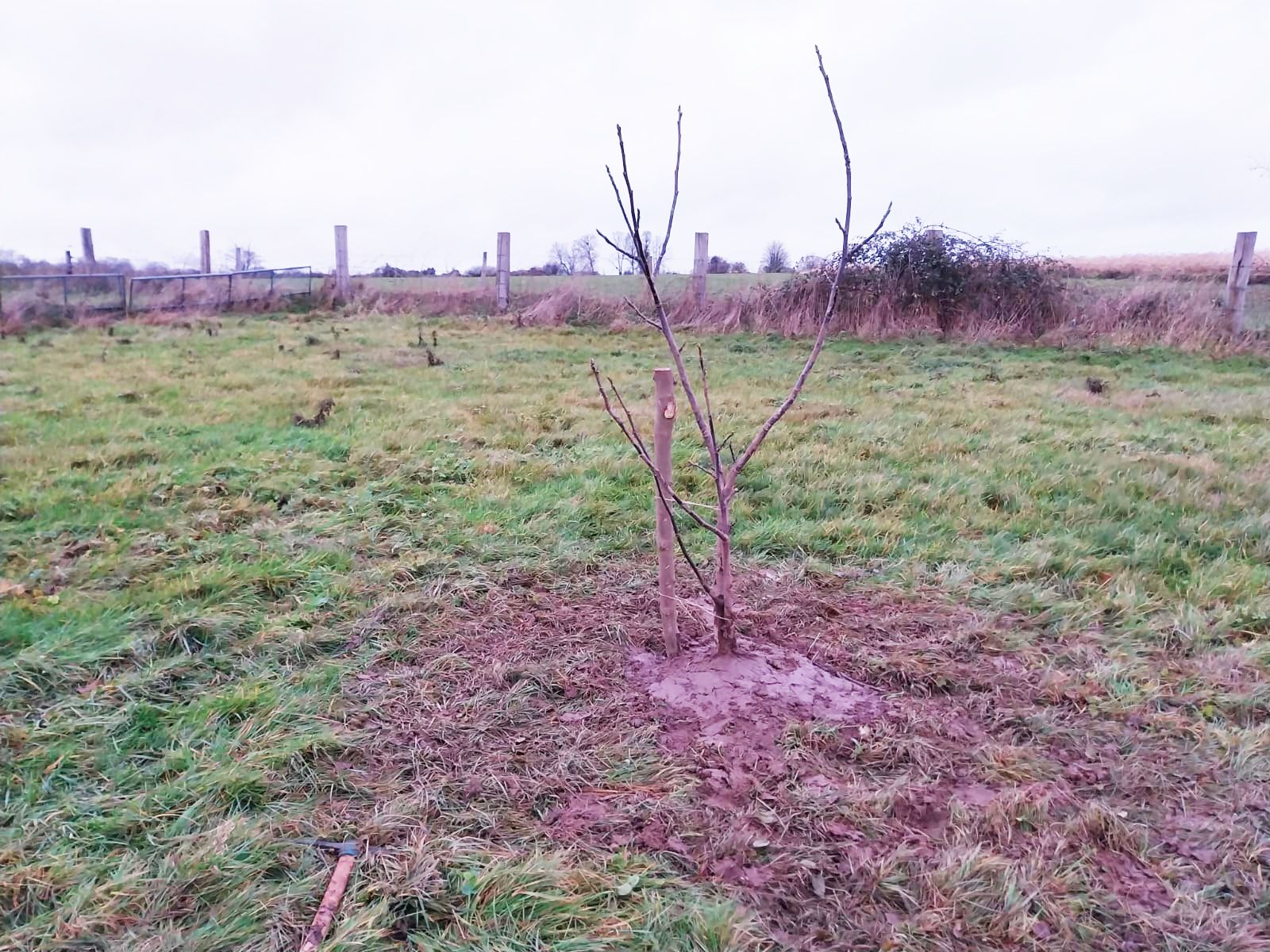 erreurs-plantation-arbre-fruitier