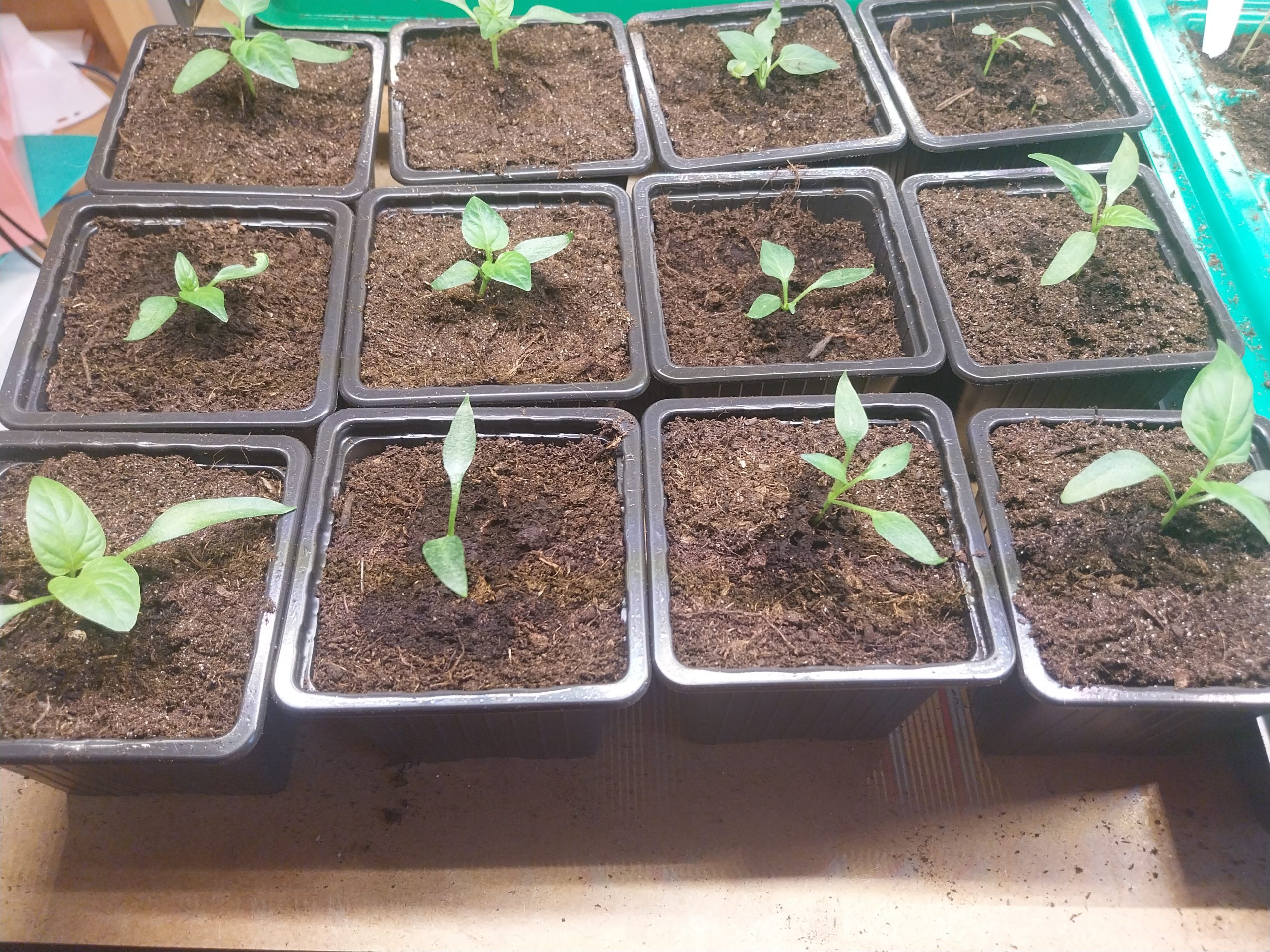 plantes-comestibles-petits-espaces